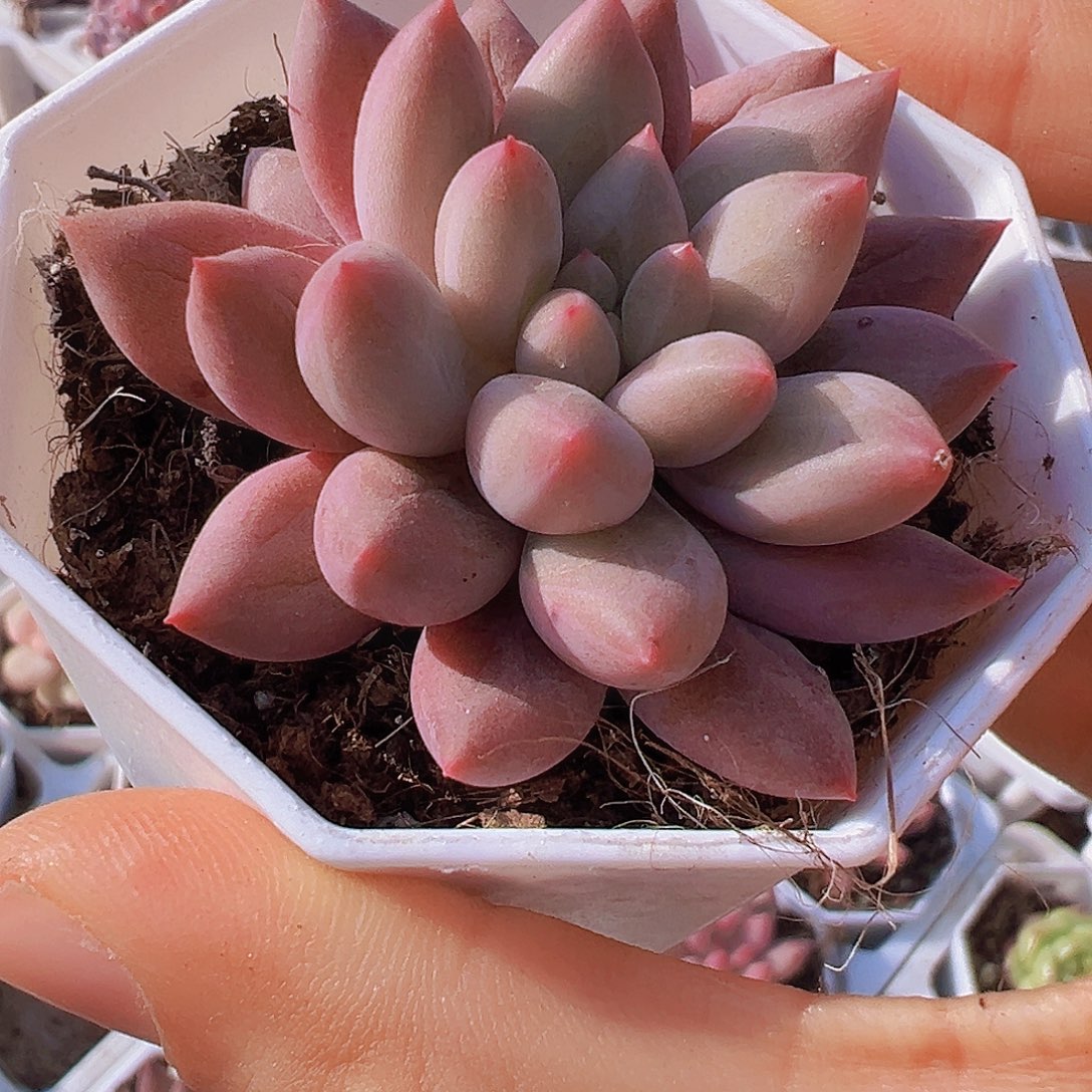 水晶球19包邮多肉