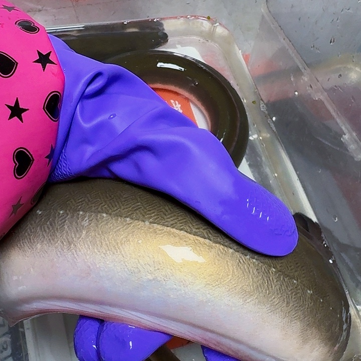 野生鳗鱼三斤一两包活到家