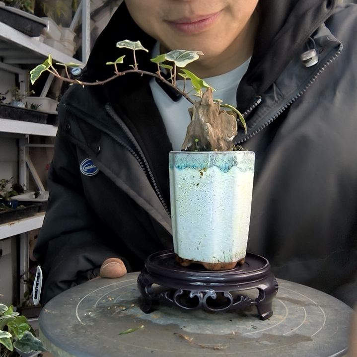 七***月小盆景小植物一物一拍158