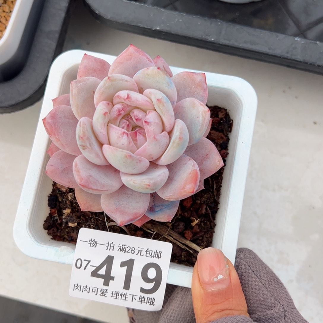 橙梦露多肉多肉多肉