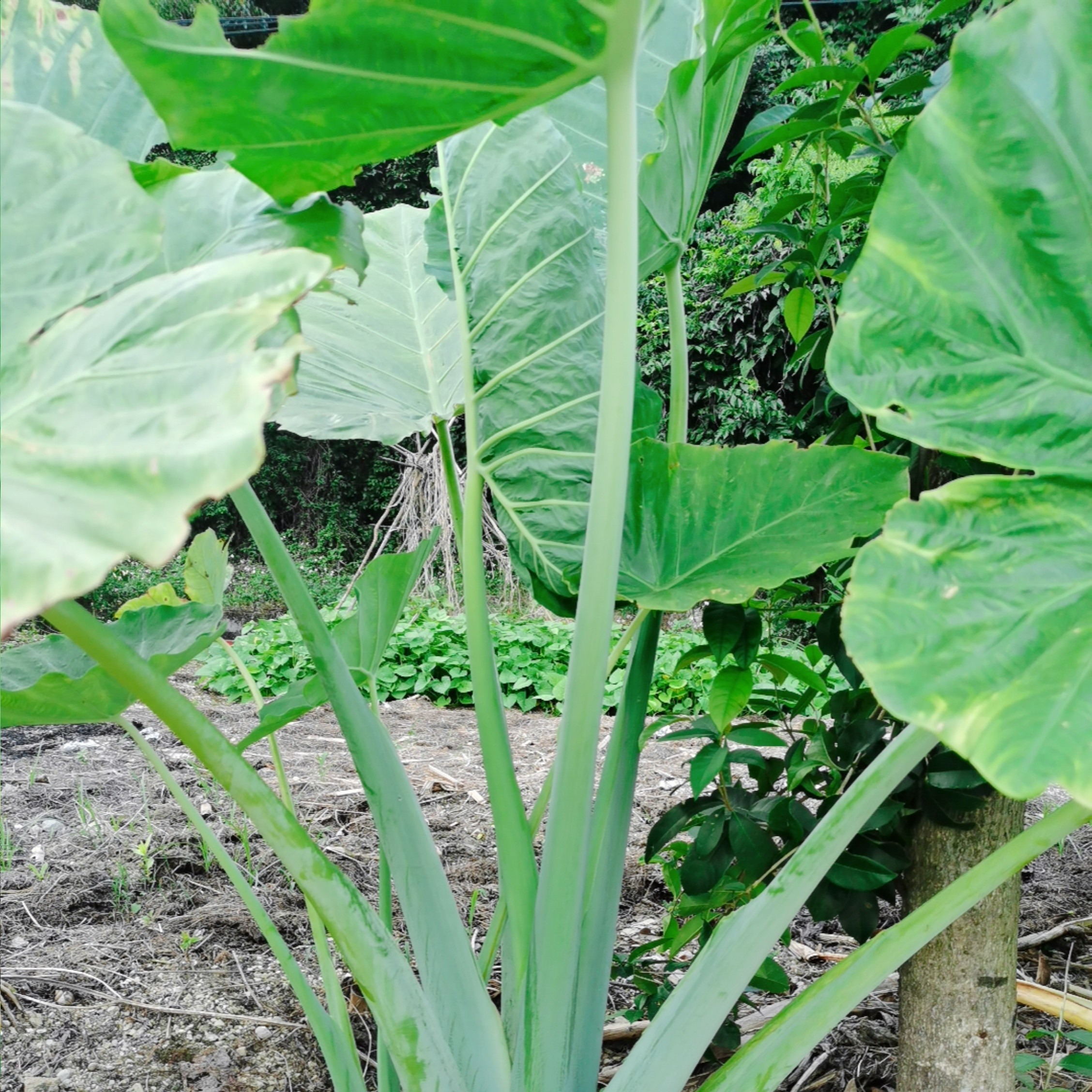 象耳芋大型绿植象耳芋绿植50#