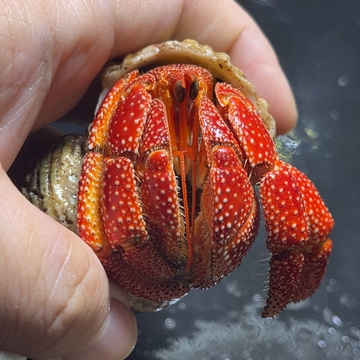 闪3号红毛球3.3口径