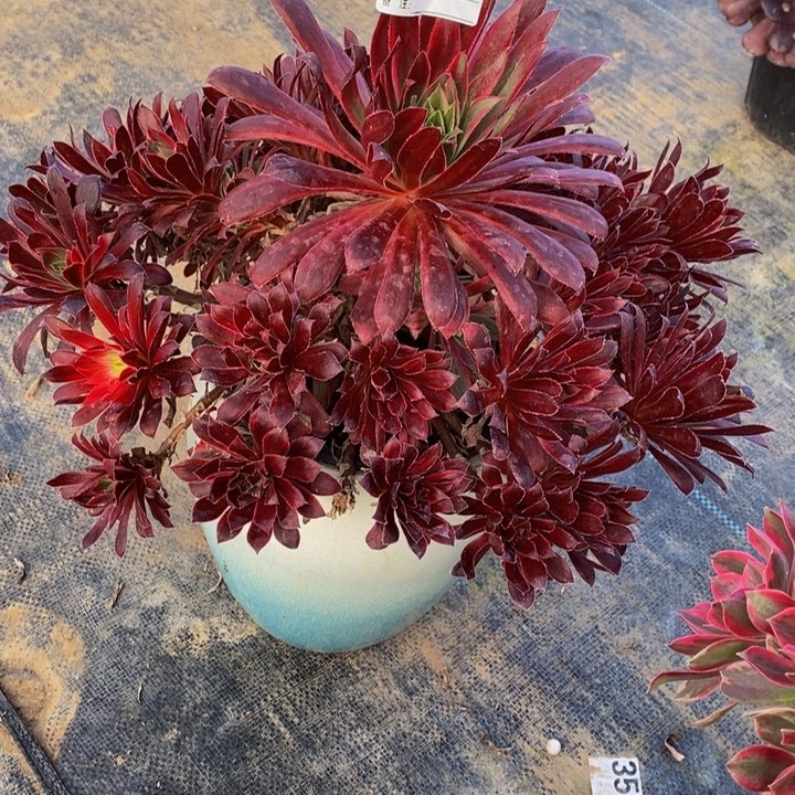 多肉法师孔雀锦896