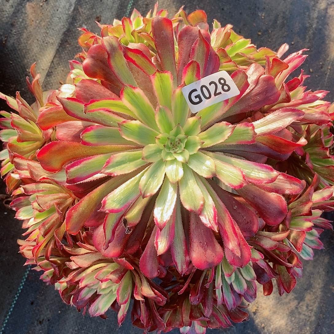 红陶028红腹轮5多肉