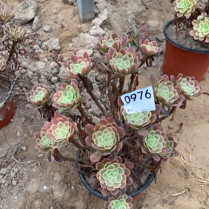 0976铜玫瑰锦绣球2北头