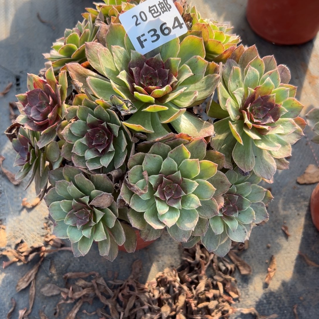 364红丝绒，满20包邮