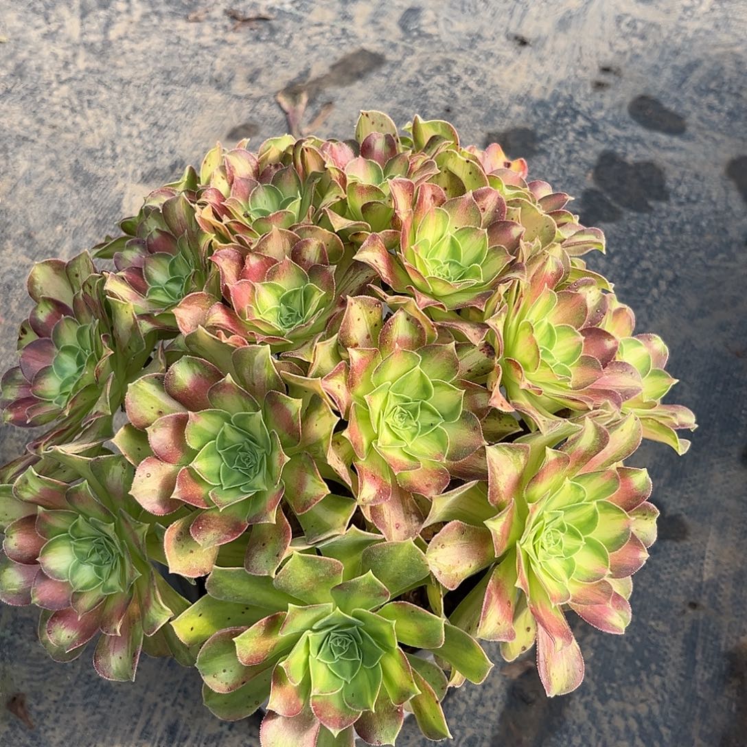 韶华法师多肉植物漂亮