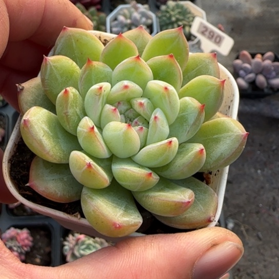 135雪花珍妮多肉植物多