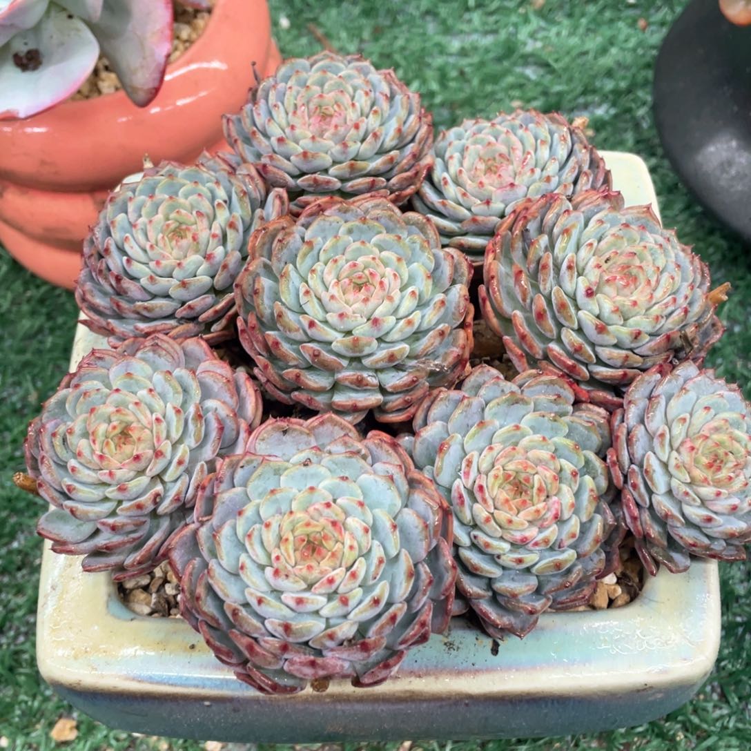 白胖子一物一拍28包邮非偏远