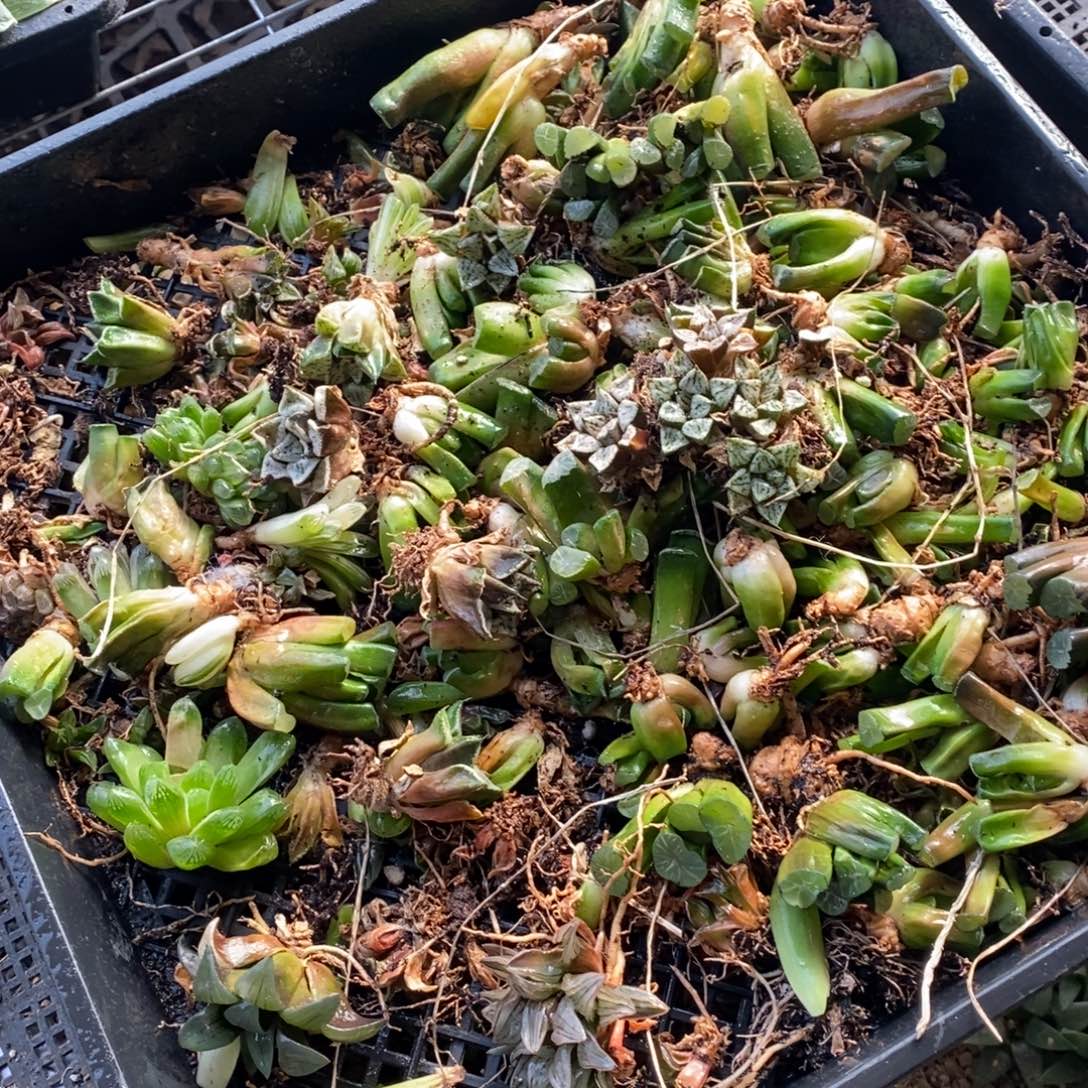 2731 这筐里随机一颗 元旦整点开盲盒福利