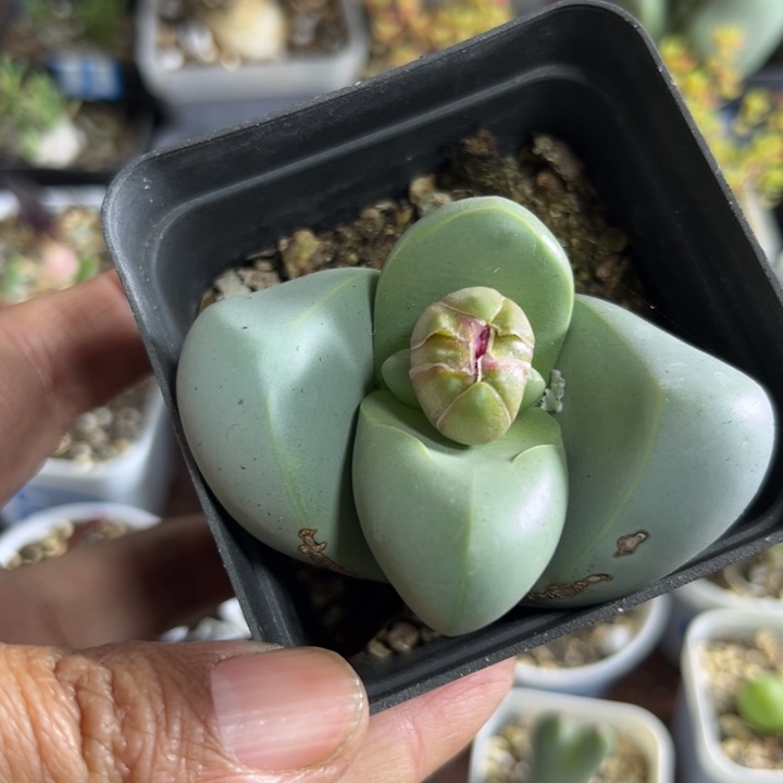 109 大金铃玉多肉植物