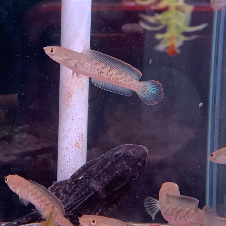 黄金眼镜蛇雷龙鱼血斑雷龙幻红幻蓝金晨幻彩红宝石鬼王雷龙苗小苗