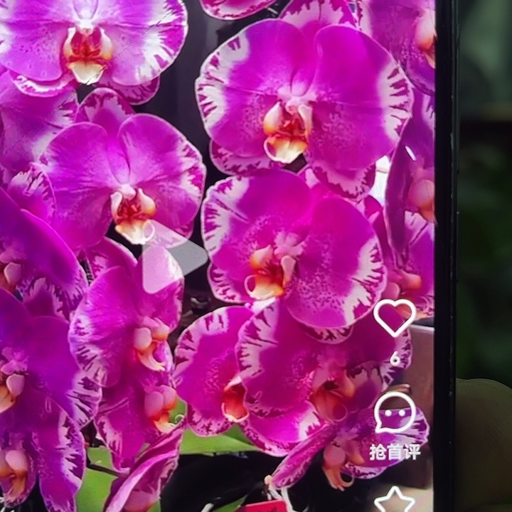 当前无花栽培后可以开花藏宝图带剑