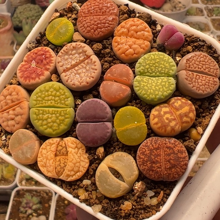 一盆编号组合多肉植物