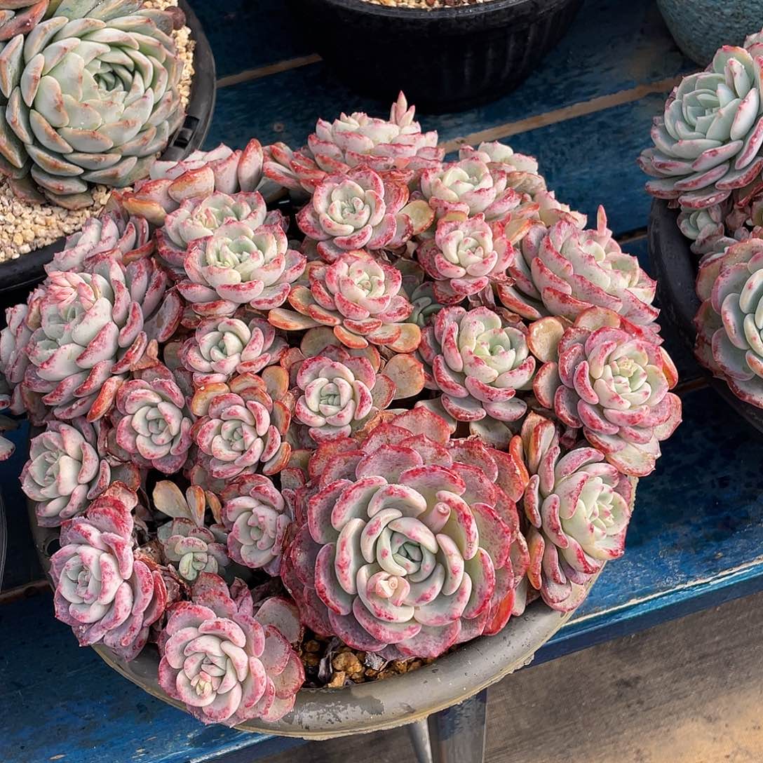 千山雪多肉植物多肉