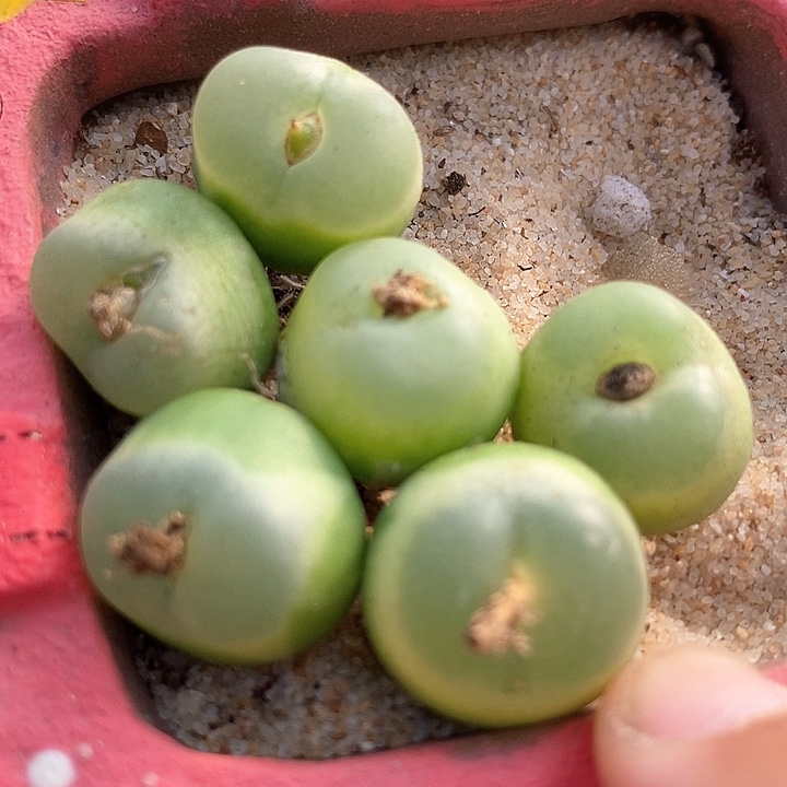 29515拉登母本一颗        