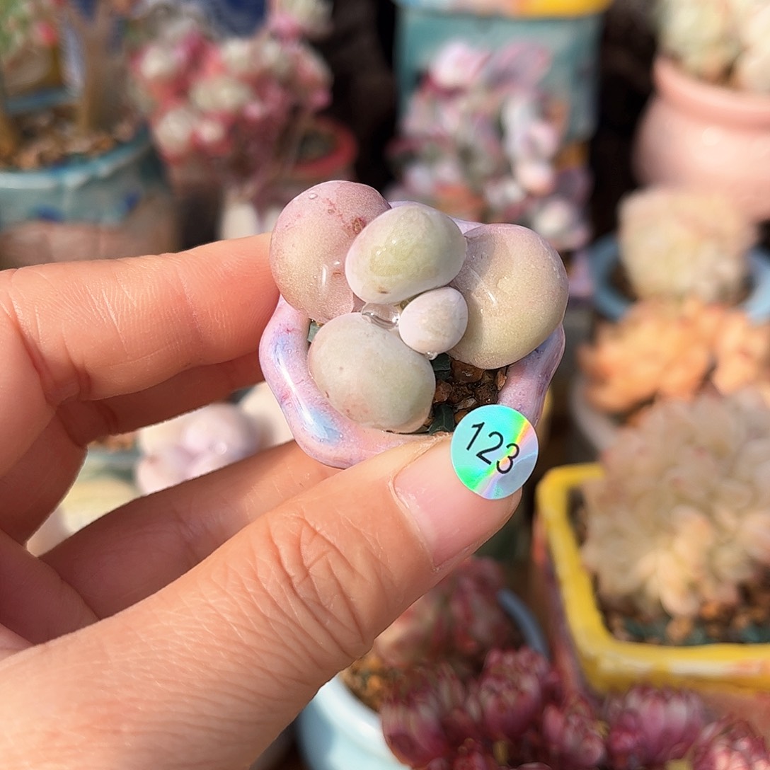 123 多肉含盆土30元包邮除偏远