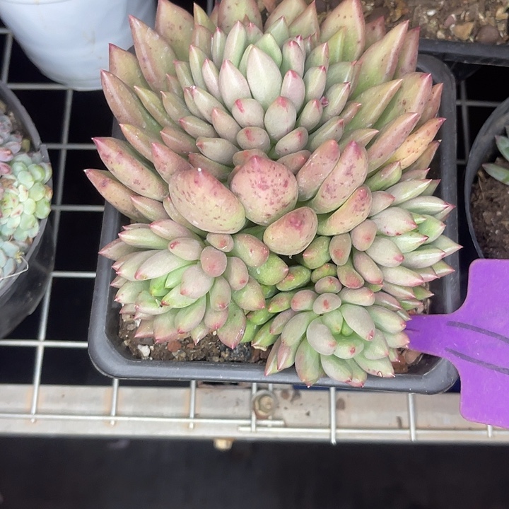 ****期2单包邮，一物一拍77