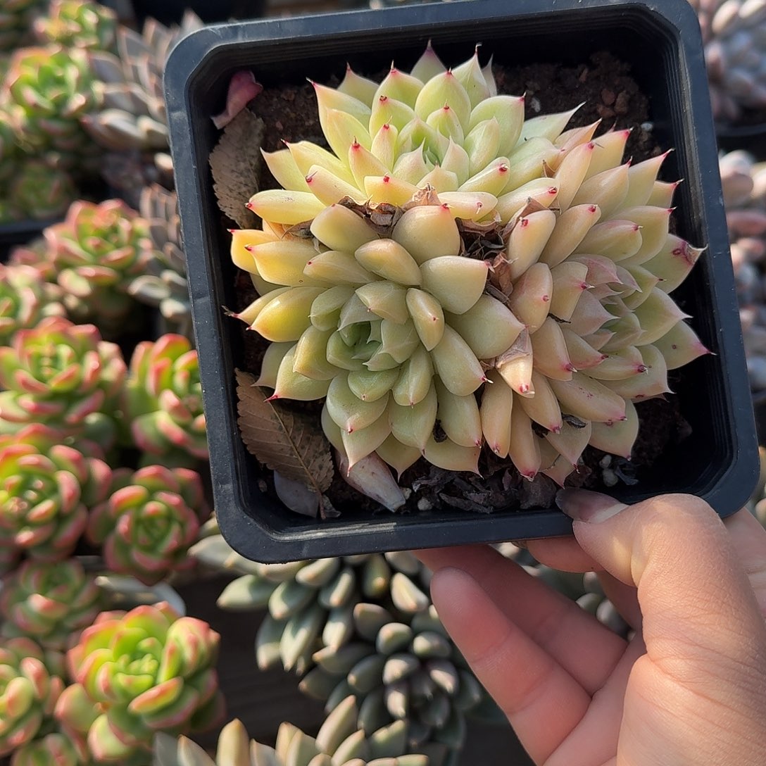 珍妮多肉植物精品