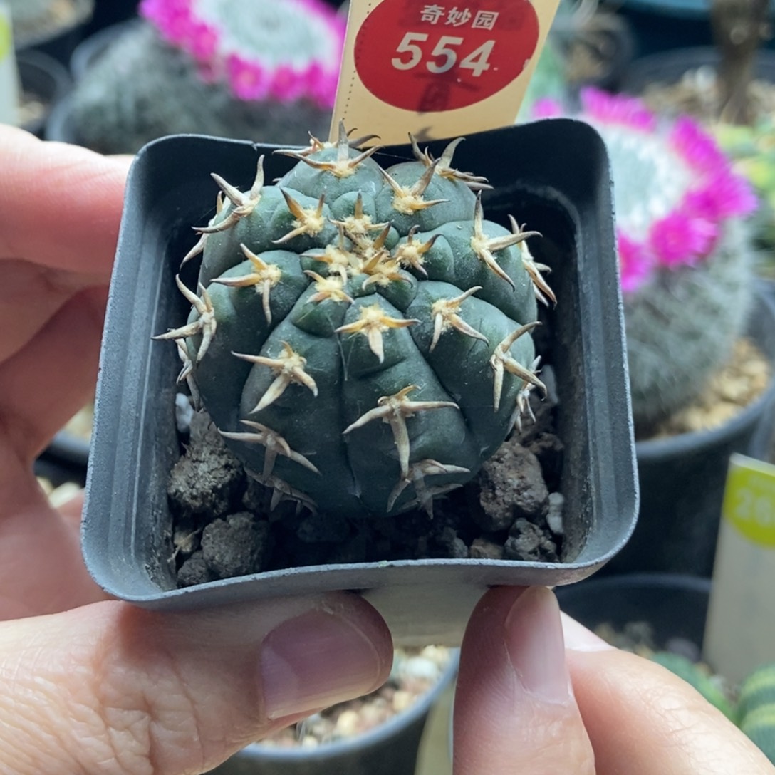 实生短豪刺猫爪3.8cm一棵仙人球
