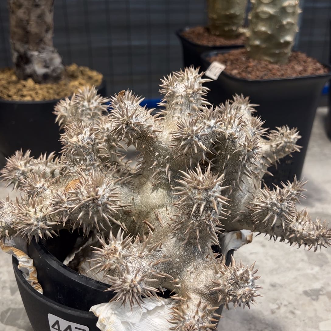 447大黑块根植物脱土发货24厘米