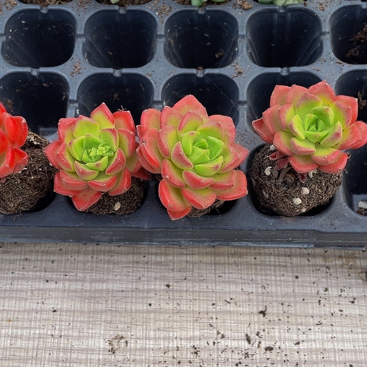 小蒂亚1元带土发货