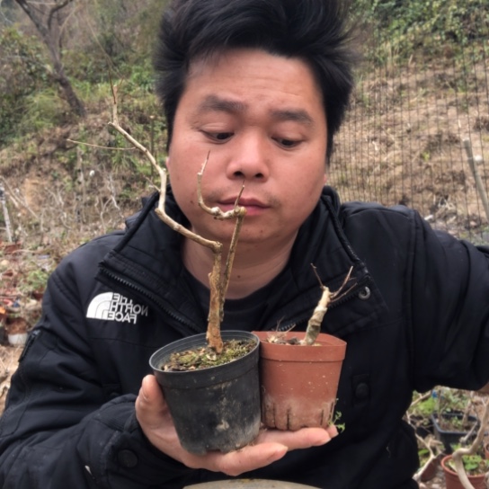 盆景素材盆栽绿植