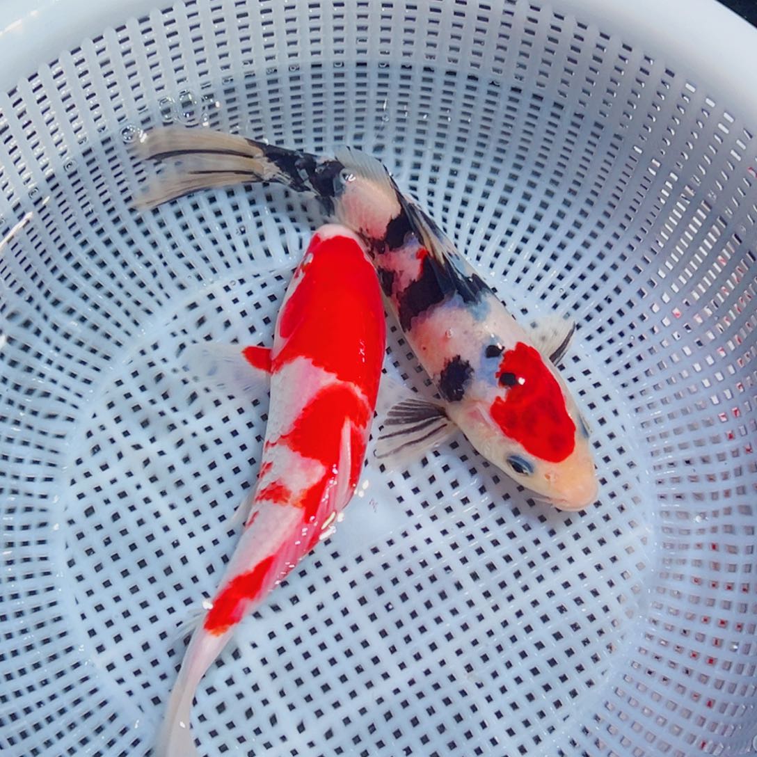 锦鲤锦鲤观赏鱼1111