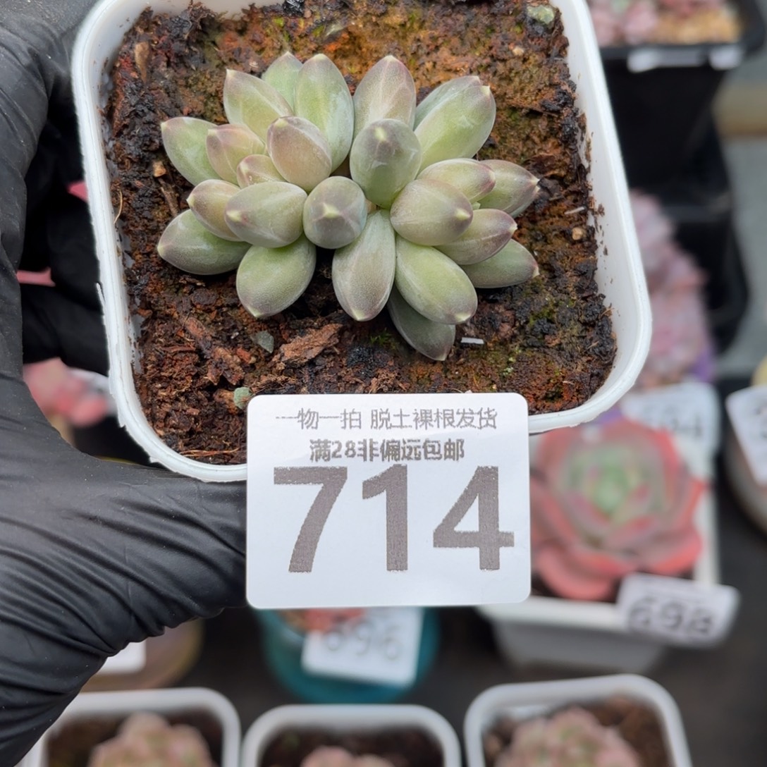 小****南非钻石无盆土发货