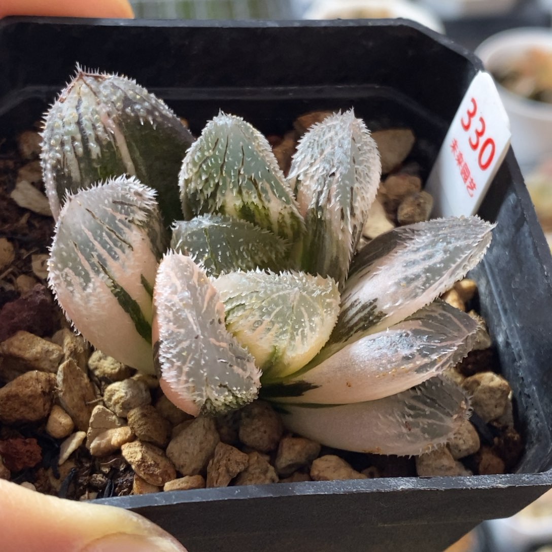 330号狼蛛玉露锦锦