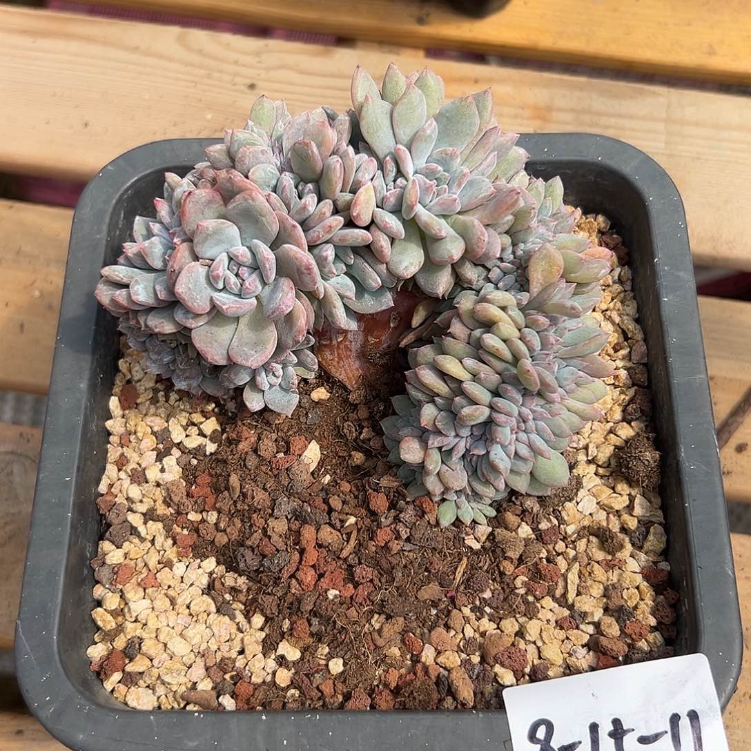 _***_8-15-11星影缀多肉植物