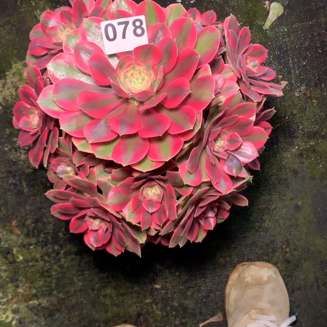 拒***√女妖078法师妖庄的多肉3900000