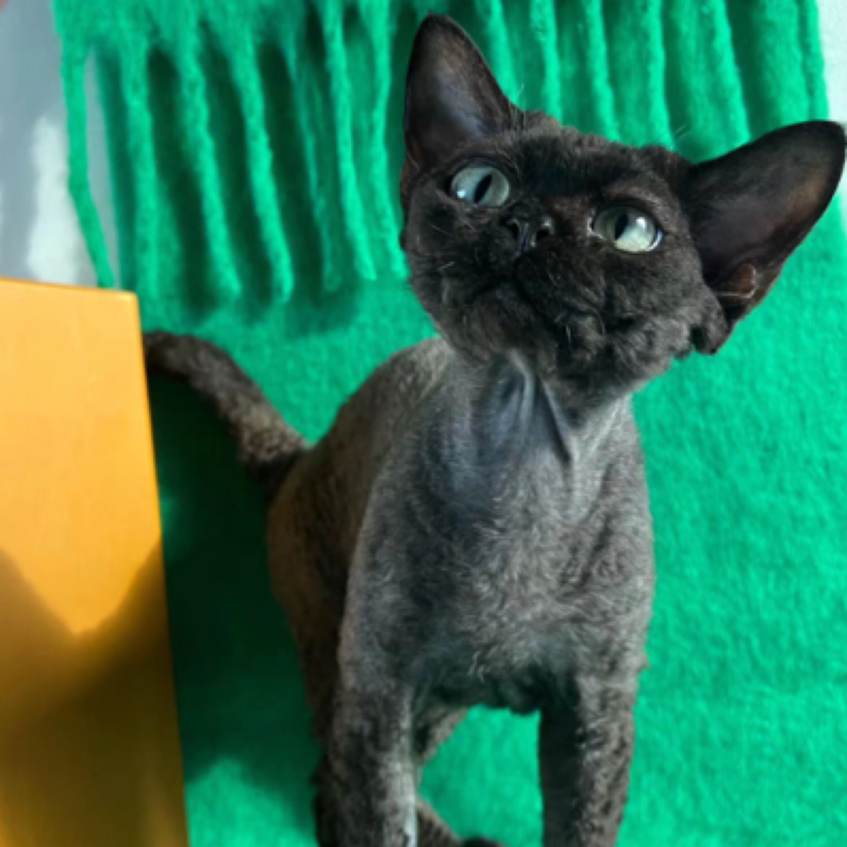 林家的  德文卷毛猫   链接    