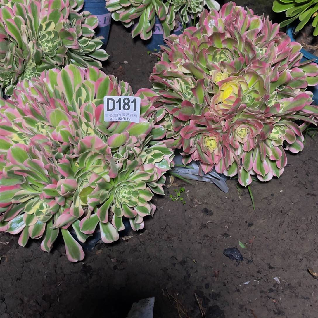 两盆法师13–5包邮法师