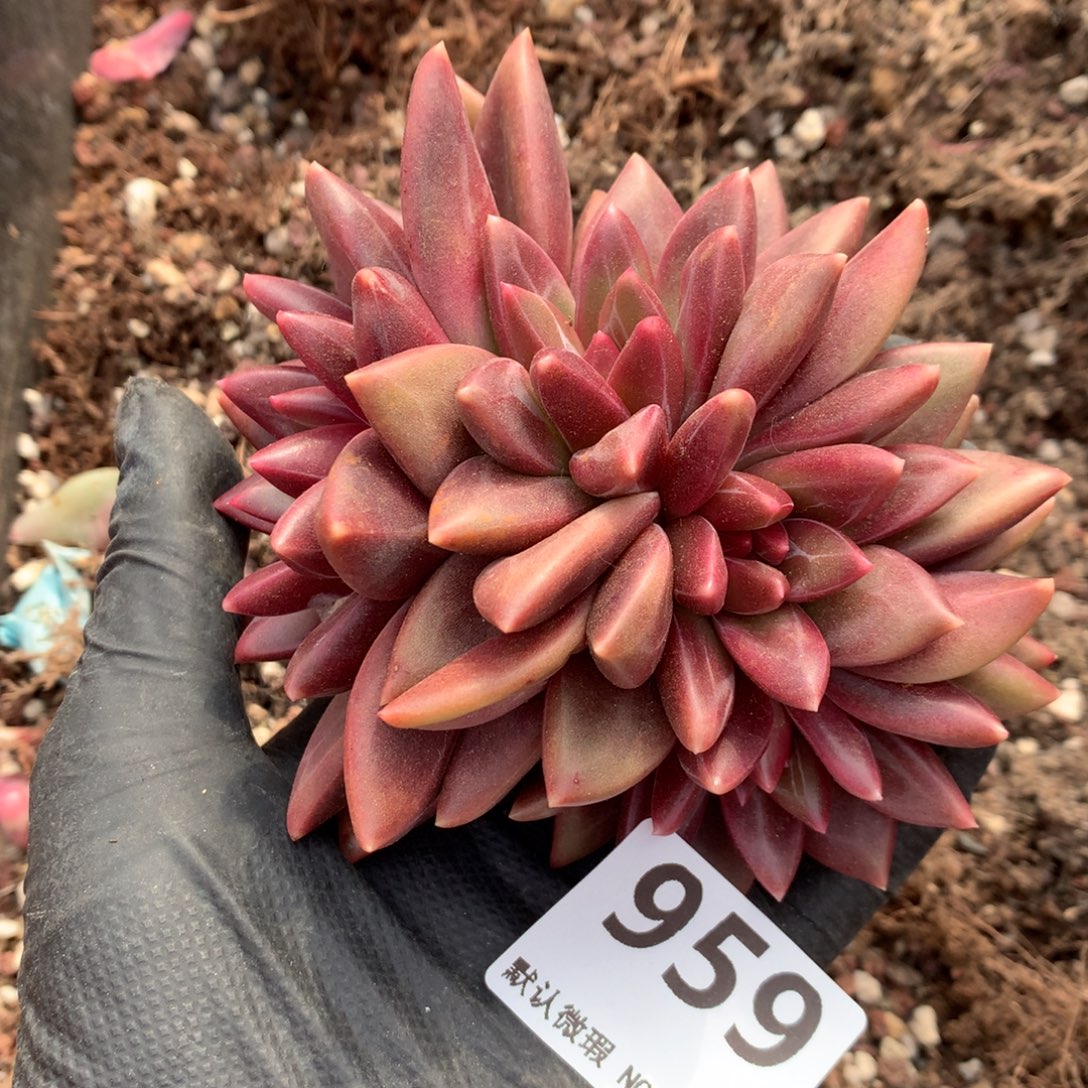 959号新疆西藏内蒙古不包邮