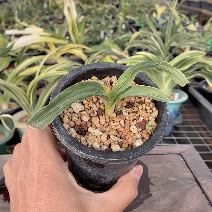 无花朵xnxnxjxjzjzjzjzjzjzjzjz