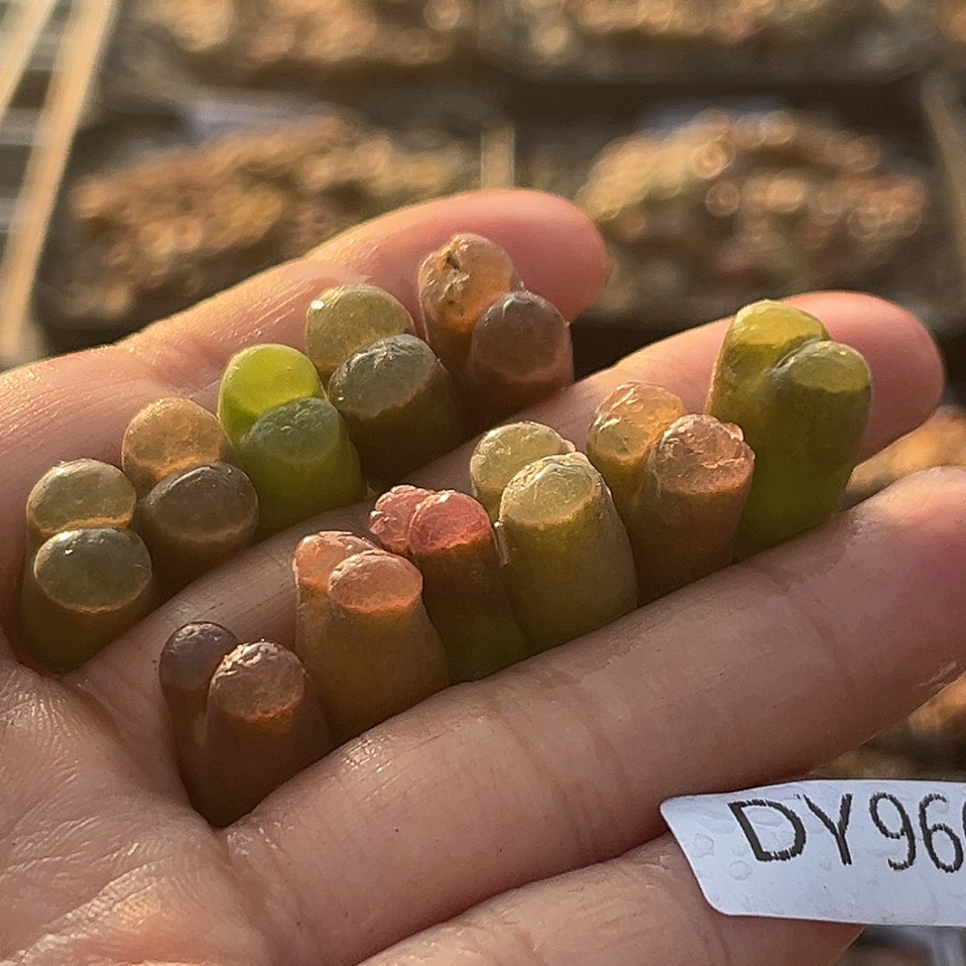 18包邮一物一拍磁铁9660