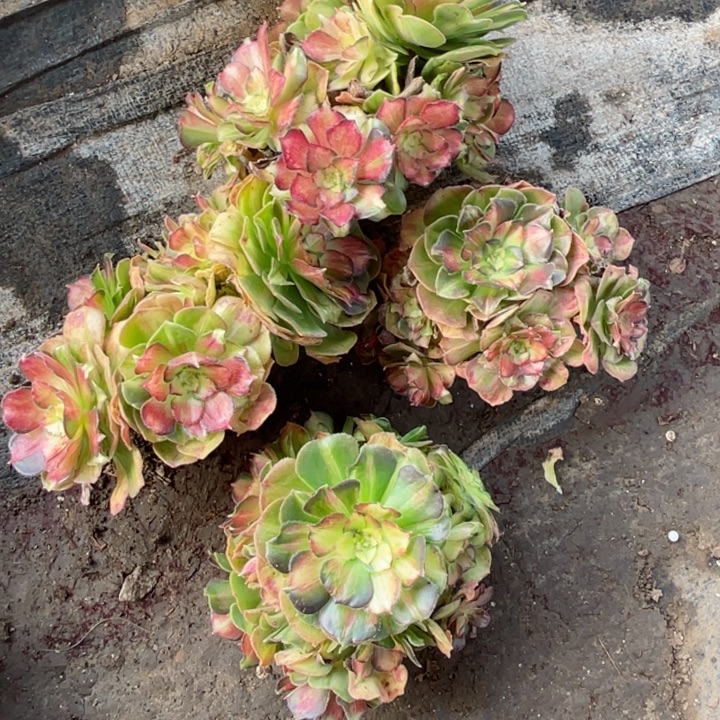 梦***想987龙鳞4颗多肉12345789