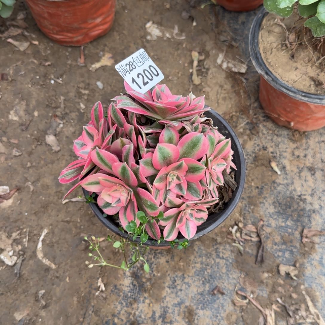 粉女巫多肉1200满28包邮断枝不包