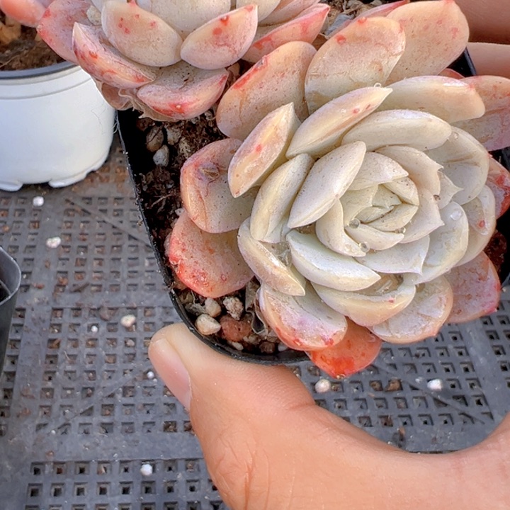 双头雪玫瑰【一物一拍】香尔卉园艺