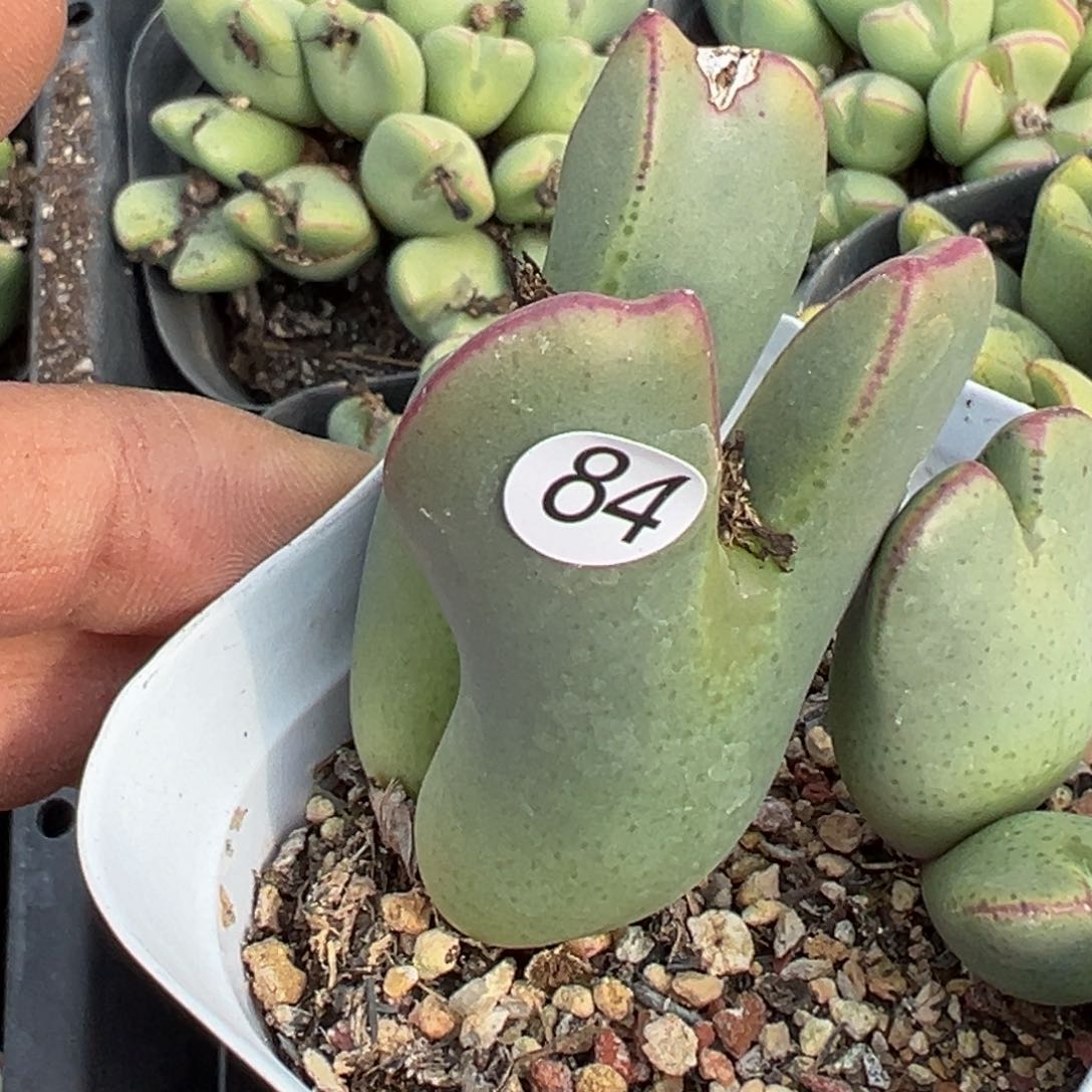 多肉植物111111111111111111