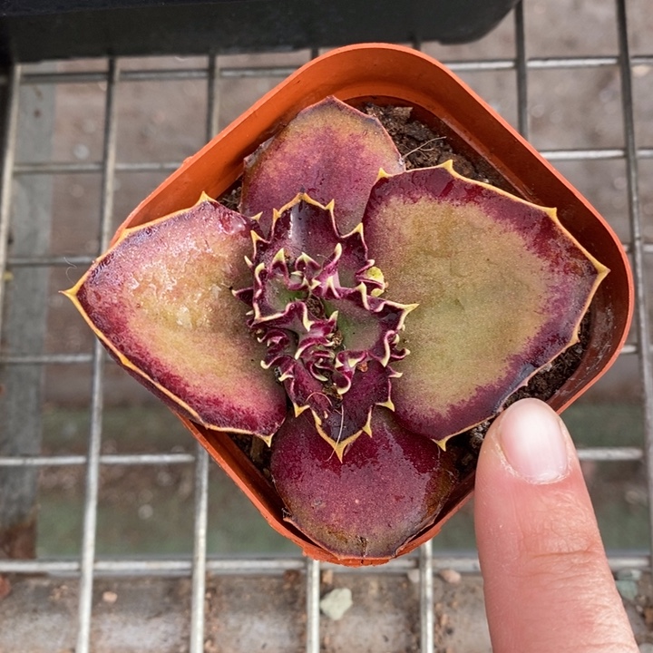 伯克利和格蕾纳等著名音乐