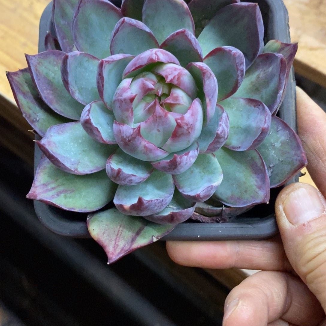 精品多肉一物一一拍不包整323