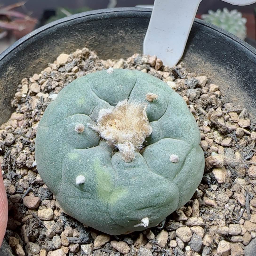 A52实生草球锦多肉