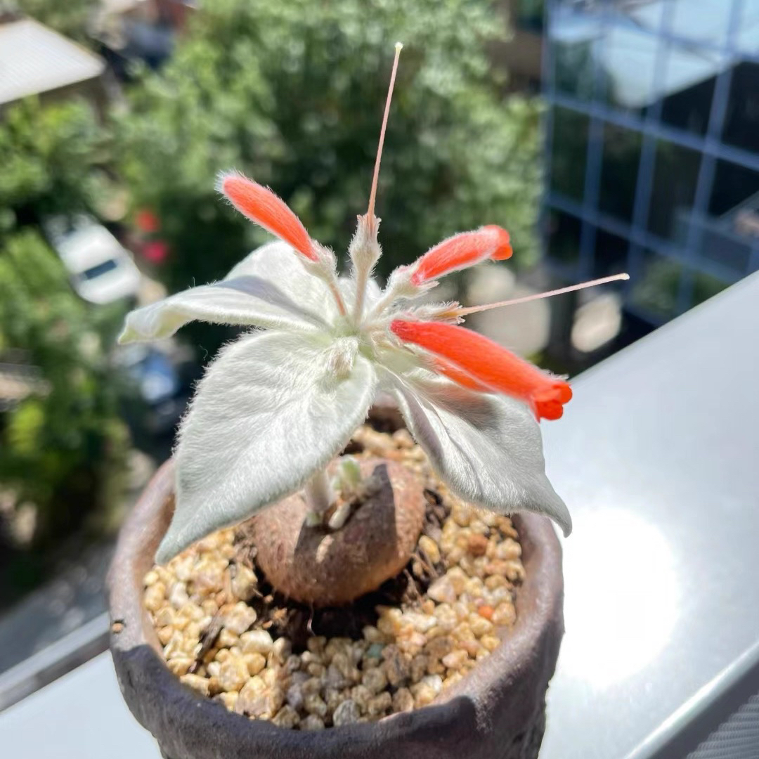 断崖女王块根多肉植物室内桌面盆栽净化空气防辐射