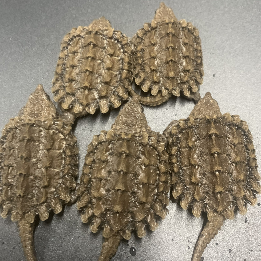 多种宠物龟活体大鳄龟纯佛观赏龟