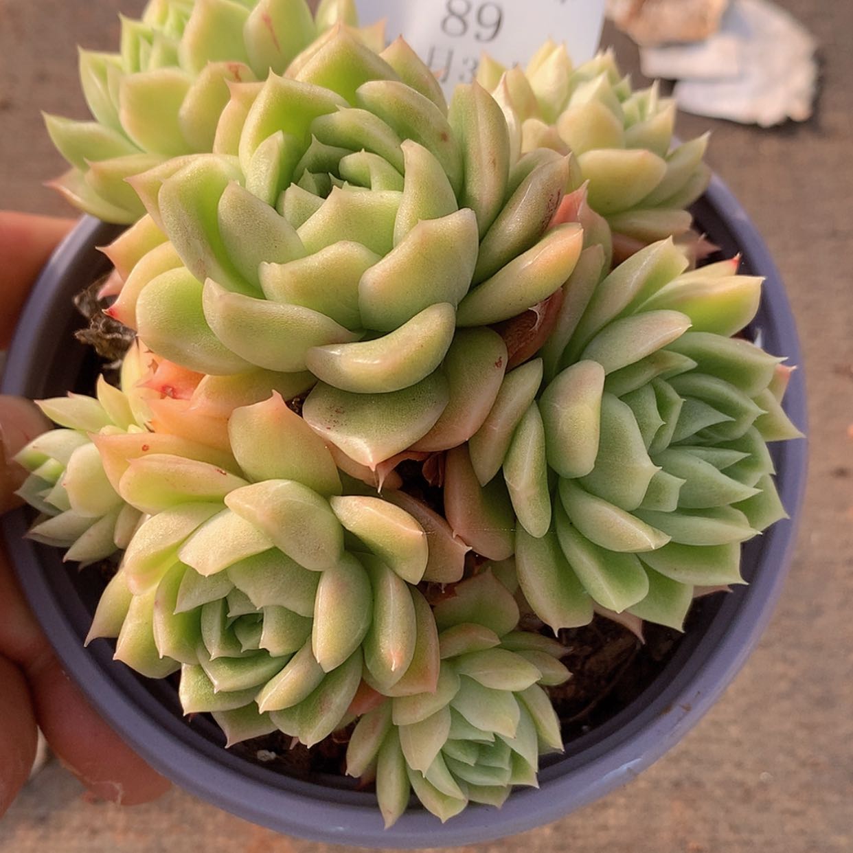 【闪购商品】云89号