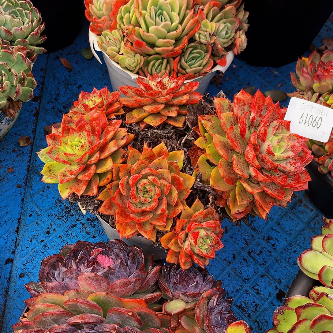 Y****    贝拉多肉09019