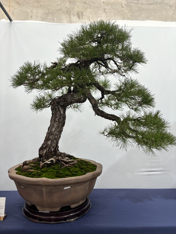 黑松苗木素材 一物一拍