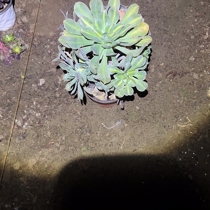 不包侧枝一物一拍56